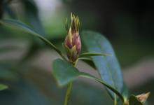 Rhododendron ‘christmas cheer’. Photo © Dominica Williamson Rhododendron ‘christmas cheer’. Photo © Dominica Williamson