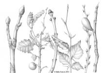 Mally Francis botanical drawing Mally Francis botanical drawing