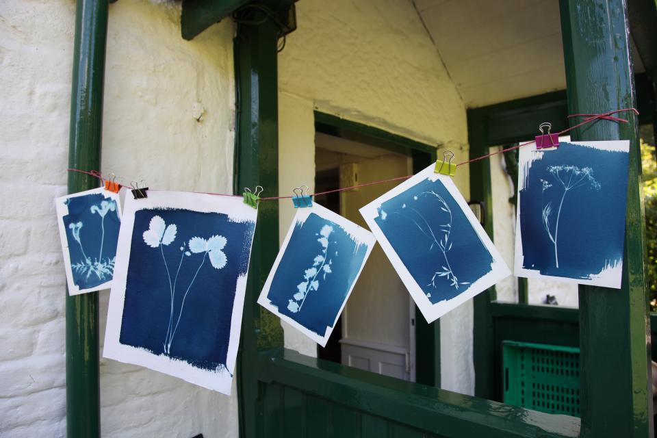 Making cyanotypes at The Gardener's Cottage. Trengwainton Garden Making cyanotypes at The Gardener's Cottage. Trengwainton Garden