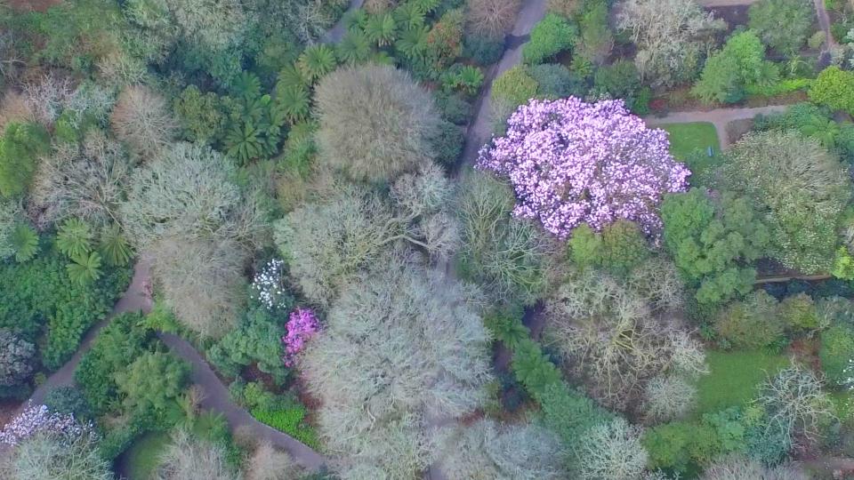 Home of Springs, Trengwainton Film Home of Springs, Trengwainton Film