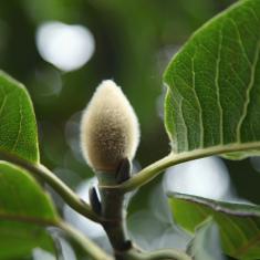 Magnolia ‘campbellii'. Photo © Barbara Santi Magnolia ‘campbellii'. Photo © Barbara Santi