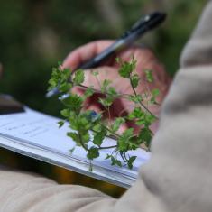 Specimens, Trengwainton Garden Specimens, Trengwainton Garden