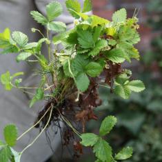 Wild Strawberries. Trengwainton Garden Wild Strawberries. Trengwainton Garden