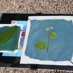 Cyanotypes in the making. Trengwainton Garden Cyanotypes in the making. Trengwainton Garden