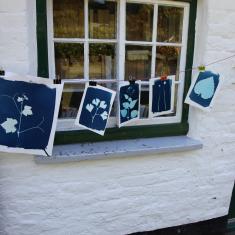 Cyanotypes. Trengwainton Garden Cyanotypes. Trengwainton Garden