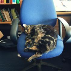 Alfred the cat on the Head Gardener's chair Alfred the cat on the Head Gardener's chair