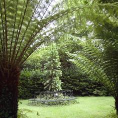 The Wollemi Pine through the ferns