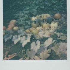 Pumpkins
