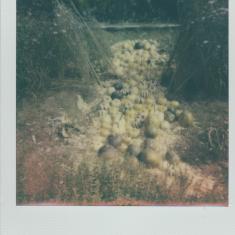 Pumpkins 2