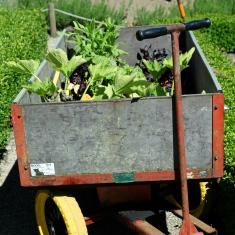 Gardener's trolley, Trengwainton.