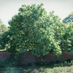 Magnolia mollicomata, Trengwainton.