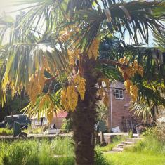 Palm tree, Trachycarpus, Trengwainton. 